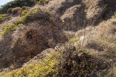 Eriogonum grande