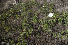 Calystegia macrostegia macrostegia