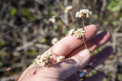 Eriogonum grande