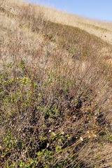 Eriogonum grande