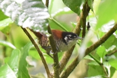Cantorchilus nigricapillus