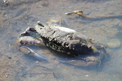 Portunidae