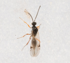 Proctotrupidae