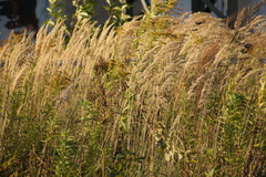 Calamagrostis epigejos