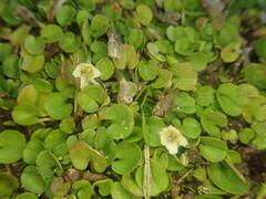 Dichondra brevifolia