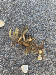 Sargassum fluitans