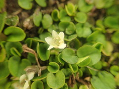 Dichondra brevifolia
