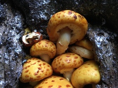 Pholiota adiposa
