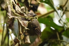 Epinecrophylla fulviventris