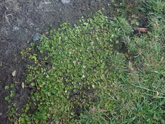 Dichondra brevifolia