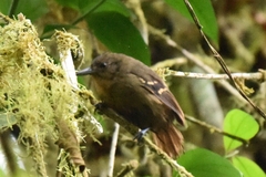 Epinecrophylla fulviventris