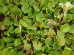 Dichondra brevifolia