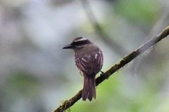 Myiodynastes hemichrysus