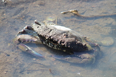 Portunidae