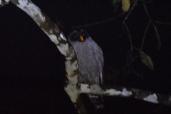 Strix nigrolineata