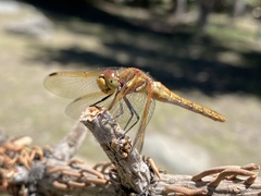 Sympetrum madidum