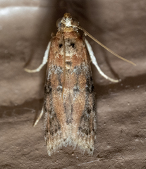 Sciota rubrisparsella