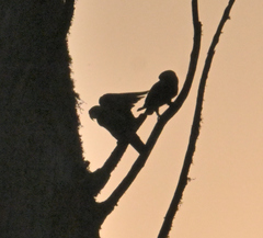 Poicephalus robustus