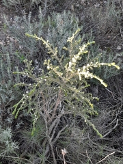 Thymelaea hirsuta