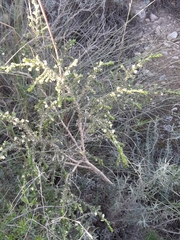 Thymelaea hirsuta