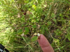 Symphoricarpos rotundifolius