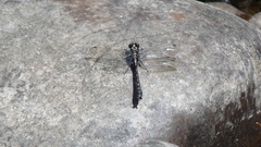 Hylogomphus adelphus