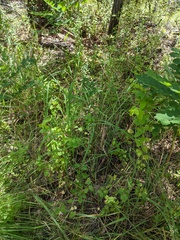 Symphoricarpos rotundifolius