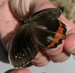 Gyrocheilus patrobas