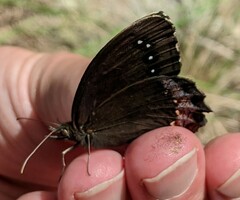 Gyrocheilus patrobas