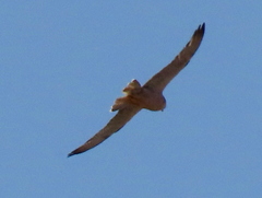 Falco biarmicus biarmicus