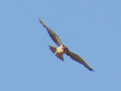 Falco biarmicus biarmicus