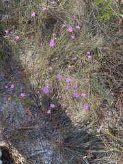 Agalinis filifolia