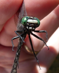 Hylogomphus adelphus
