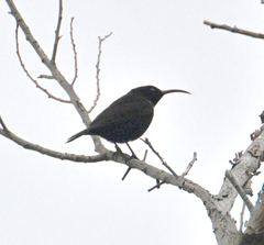 Chalcomitra amethystina