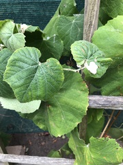Vitis californica