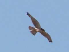 Falco biarmicus biarmicus