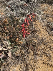 Penstemon centranthifolius