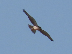 Falco biarmicus biarmicus