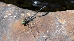 Stylogomphus albistylus