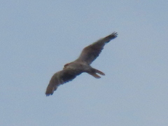 Falco biarmicus biarmicus