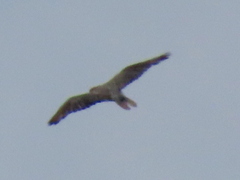 Falco biarmicus biarmicus