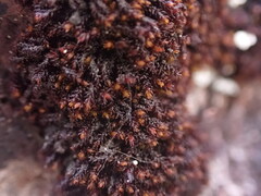Andreaea