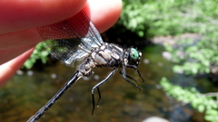 Hylogomphus adelphus