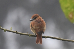 Pachyramphus homochrous