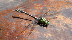 Ophiogomphus carolus