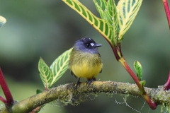 Myiotriccus ornatus