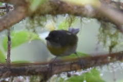 Chlorospingus semifuscus