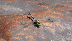 Ophiogomphus carolus