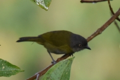 Chlorospingus semifuscus