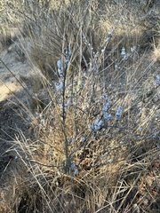 Rhopalomyia floccosa